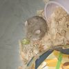 hamster123_05