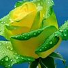 ali169588