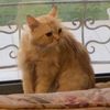 lost.cat.khobar