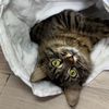 catlower25