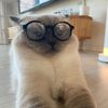 floodler_cat