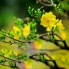 trinh.nguyen3427