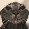 roslome
