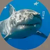 ilove_sharks4