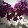 violeta.kregzdait