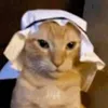 egyptcatjonik297