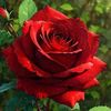 fatema.afroj8
