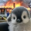 fluffycute131