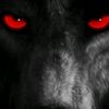 black.wolf3777
