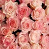 _slayinpink