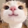 bunny_queen70