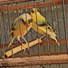 passarinheiros.de7