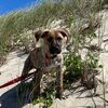 mightymutts7