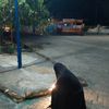 sutrianisaling