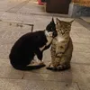 Тгк:bl8zz.z