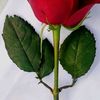 zarshed.khan71