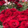 phyo.thazin977