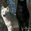 wolfealpha16