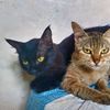 blackykitte