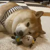 mamesukeponta