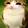 meow16912