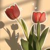 tulipshopp1