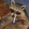 racoon_fan4yew