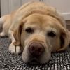 Baileytheblob💤