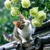 randy_r513