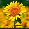 nhaviet73