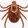 tick.bite