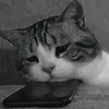 nghia.van9125