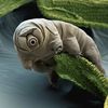 tardigrade038