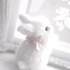 white_rabbit998