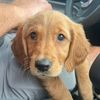 winniegoldiebear