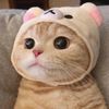 funny cat 77