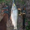 angler_segah