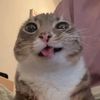 Furball diary