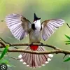 ngoclong254