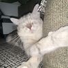 mr.leo7116