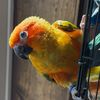 cheekyconure
