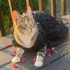 calliethefatcat