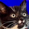 catattackstickers