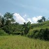 PITALOKA