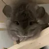 jerry.the.chinchi