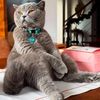 chill ahh cat pondering
