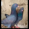 vuruifxbxa