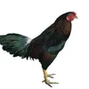 thomo79info