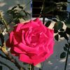 faysal2971