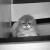 erawr543